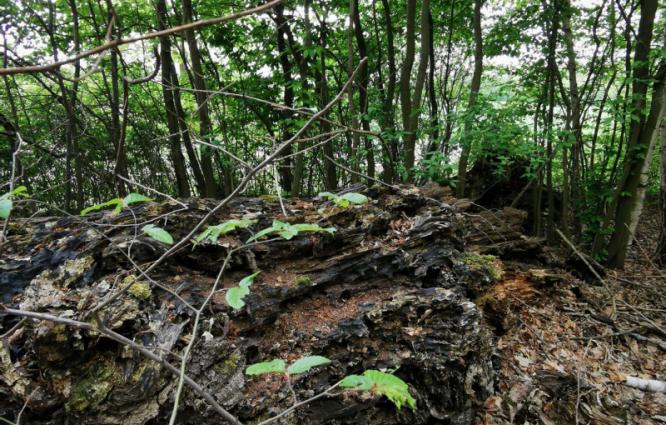 wald1.jpg
